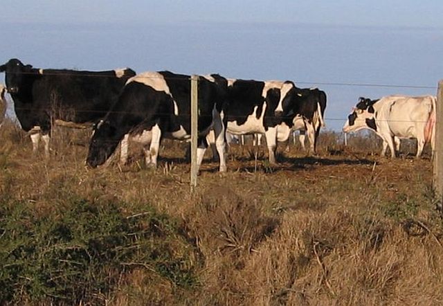 Exploring Uruguay’s Central Farming Areas