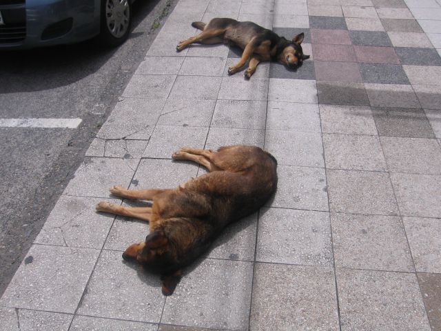 Dogs in Villarica reduced